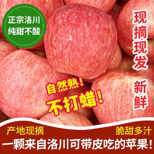 【一件代发】陕西洛川苹果全年供货甜脆多汁一级果包邮水果9斤
