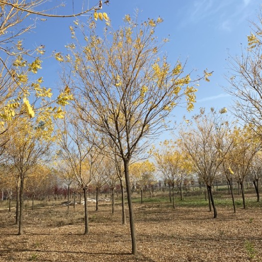 黄金槐—一级树形，白菜价格
