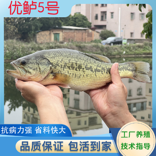 广东渔场直销优鲈5号加州鲈鱼苗淡水鲈鱼工厂化养殖技术提供指导