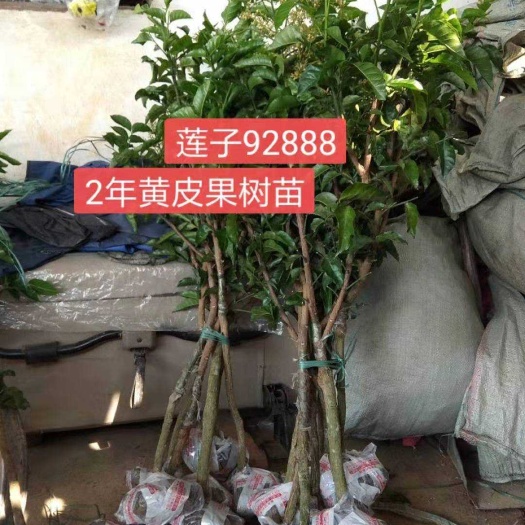 郁南县2年无核黄皮果苗，郁南建城，带原土发货