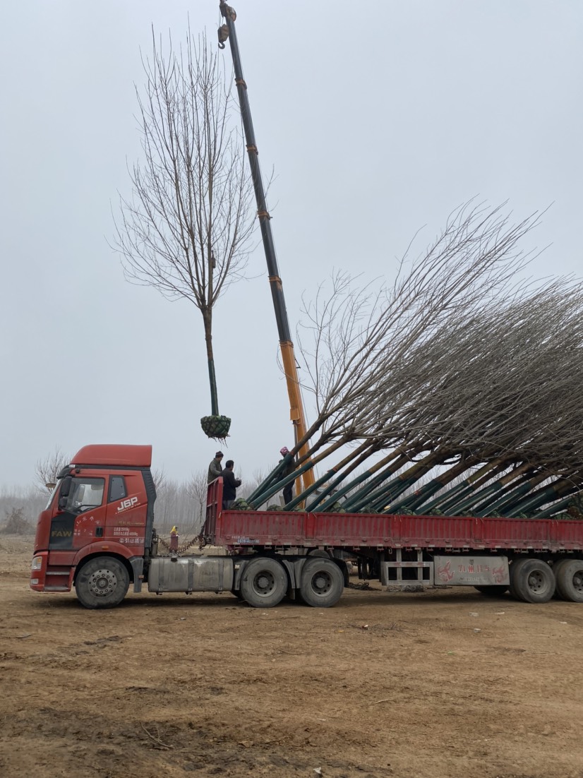 12公分白蜡170装车—大量现货处理