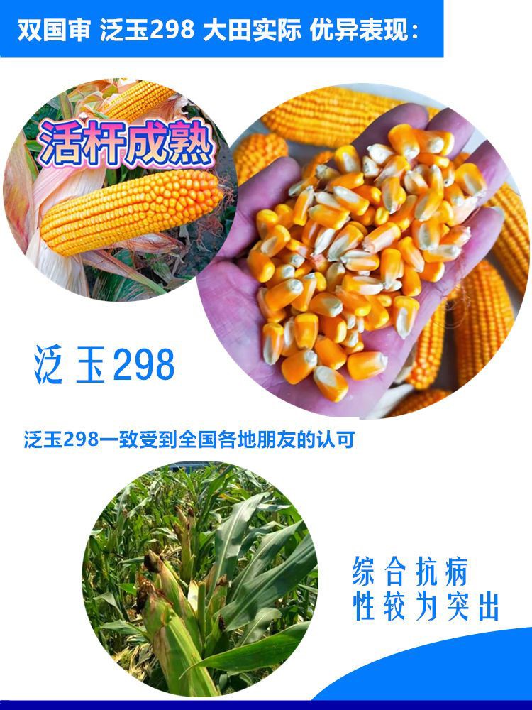 双国审玉米种子新品种矮杆大棒抗倒南方北方均可种植耐高温抗锈病