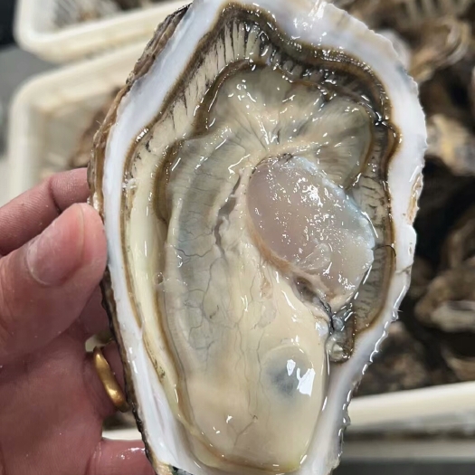 乳山市3+规格乳山生蚝 干净 净化蚝 冷链物流运输 餐饮批发合作