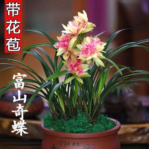 南靖县建兰富山奇蝶夏带花苞出售建兰四季兰室内花卉盆栽