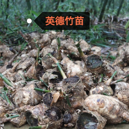 英德市竹苗，麻竹苗，粽子叶