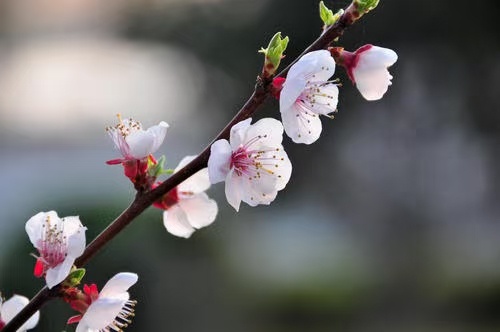 萧县早熟甜杏当年开花挂果苗，比麦黄杏更大本土品种