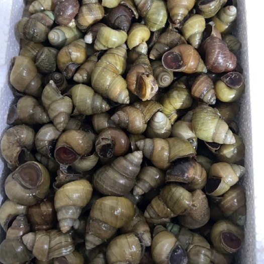 鱼台县1.3规格薄皮田螺，上货量大从优