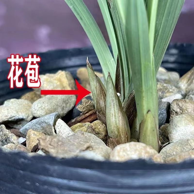 浓香兰花苗带花苞春兰【花开富贵兰花】花卉盆栽阳台绿植客厅兰草