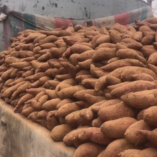 沂南县【产地】西瓜红大量供应 随到随装 以手选主 质量保证