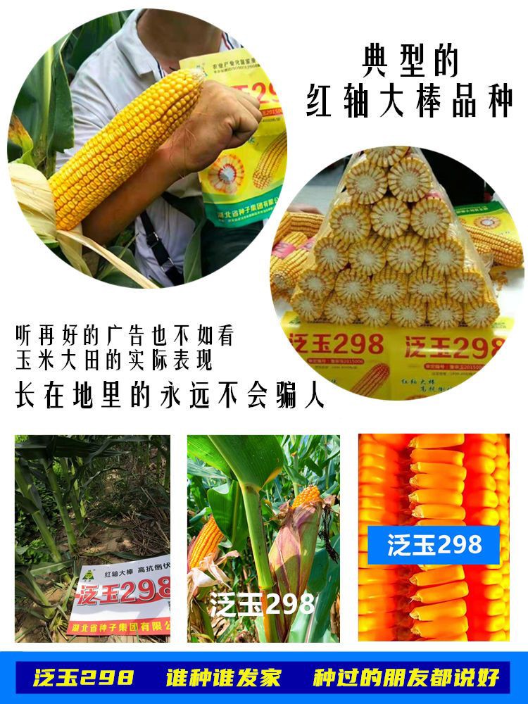 双国审玉米种子新品种矮杆大棒抗倒南方北方均可种植耐高温抗锈病