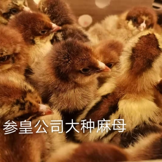 昆明青脚麻鸡（铁脚麻鸡）大品种土杂鸡