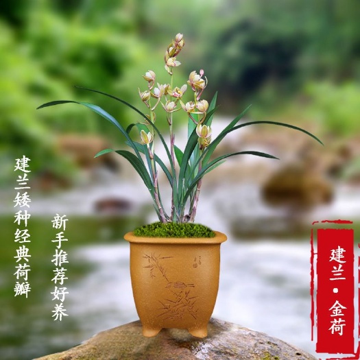 南靖县建兰金荷浓香型夏季带花苞四季兰花卉兰花苗植物室内四季客厅