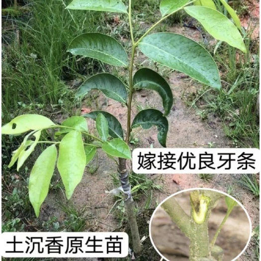 茂名正品绿奇楠苗园林盆栽一代嫁接名贵沉香树种种植批发树枝拼接