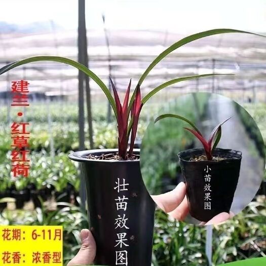 南靖县红草红荷兰花网红草室内兰花盆栽建兰红花幼苗阳台花卉绿植
