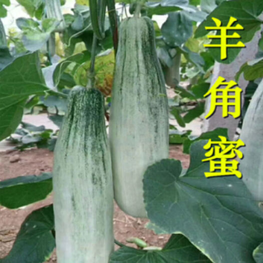 延津县羊角蜜甜瓜苗 种苗 甜瓜苗 成活率高 嫁接甜瓜苗羊角蜜甜瓜苗