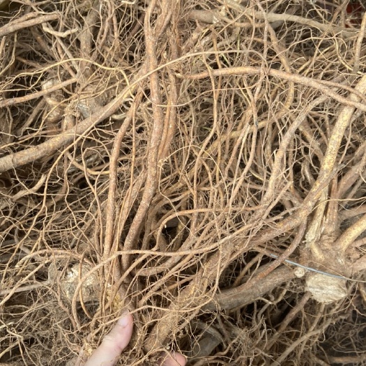 江门新鲜质量新鲜五指毛桃，香浓奶香
