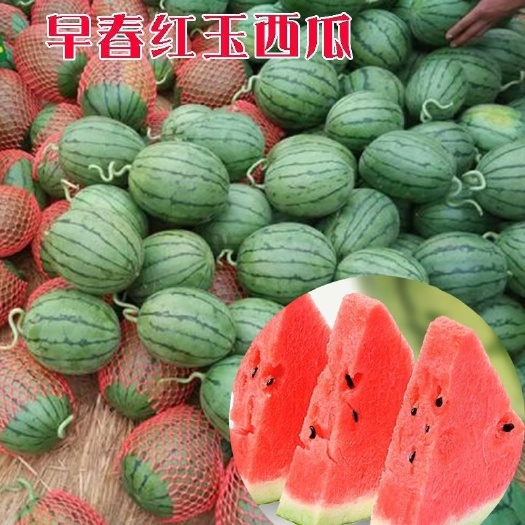 延津县早春红玉西瓜苗 种苗 西瓜苗成活率高嫁接西瓜苗早春红玉西瓜苗