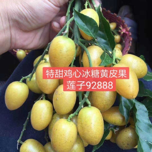 郁南县鸡心冰糖，纯甜黄皮果苗