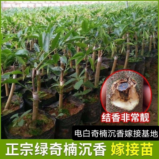 茂名正品嫁接一代奇楠沉香树苗结油王品种红骨凹身香霸黑棋等包结香
