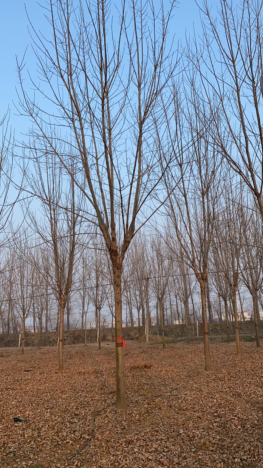 12公分白蜡170装车—大量现货处理