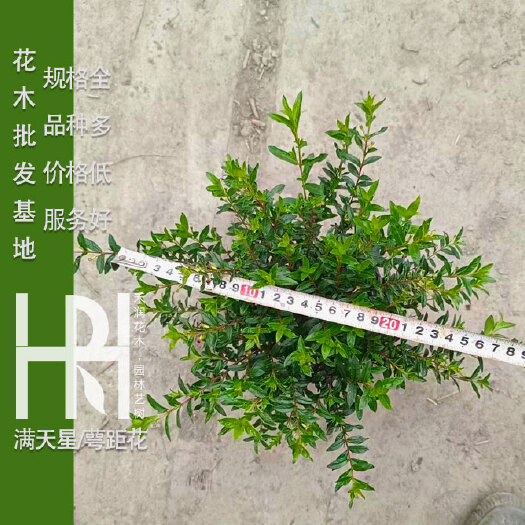 成都成都满天星批发，满天星种植基地，满天星价格！