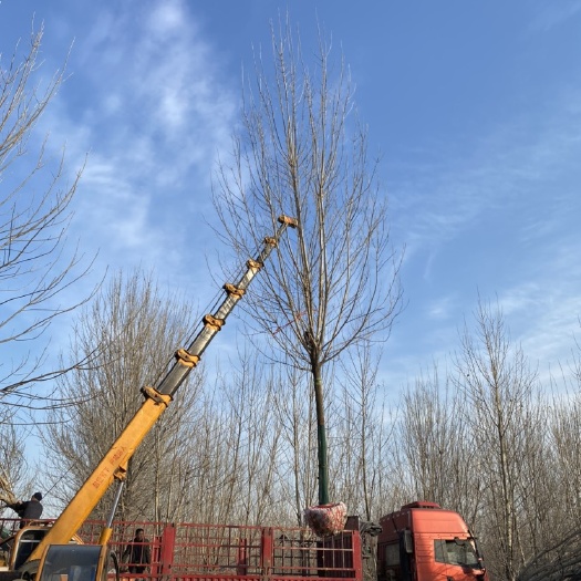 12公分白蜡170装车—大量现货处理