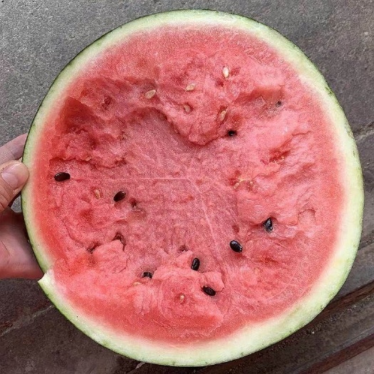延津县京欣西瓜苗 种苗 西瓜苗 成活率高 嫁接西瓜苗京欣西瓜苗