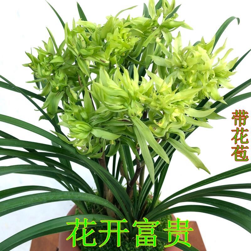 浓香兰花苗带花苞春兰【花开富贵兰花】花卉盆栽阳台绿植客厅兰草