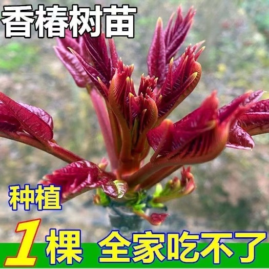 绛县香椿苗，红油香椿苗，红油6号红油8号香椿苗