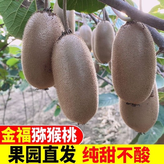 周至县【顺丰发货】金福猕猴桃纯甜多汁产地直发坏果包赔