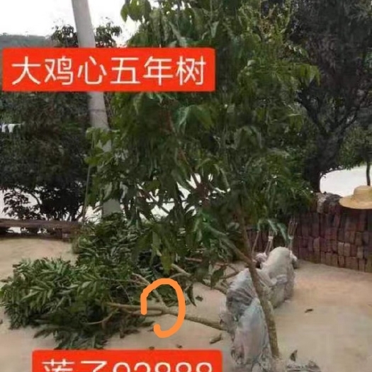 郁南县5年广东云浮郁南建城发货鸡心黄皮树，无核黄皮树，冰糖纯甜果树