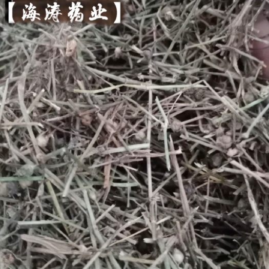 鄄城县【白花蛇草】产地河南一手货源大货供应规格齐全量大优惠。