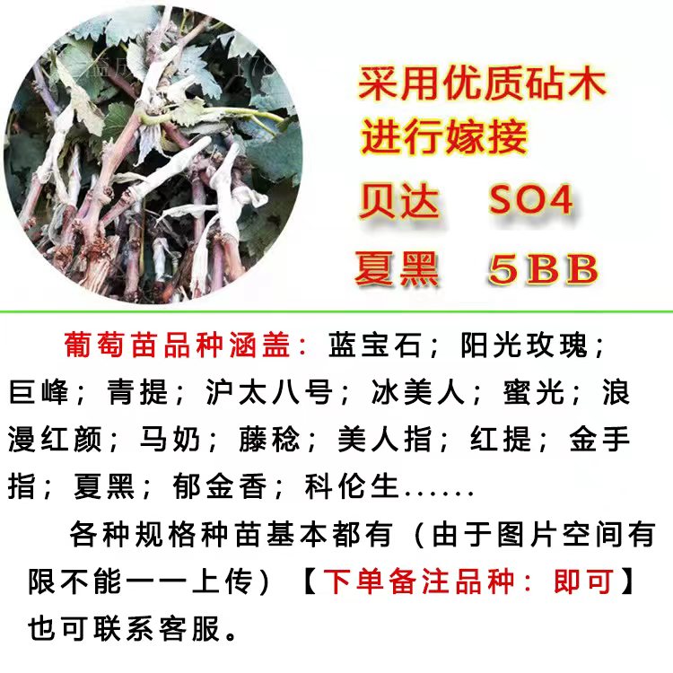 阳光玫瑰葡萄苗蓝宝石嫁接葡萄树苗 3309贝达5bb夏黑砧木