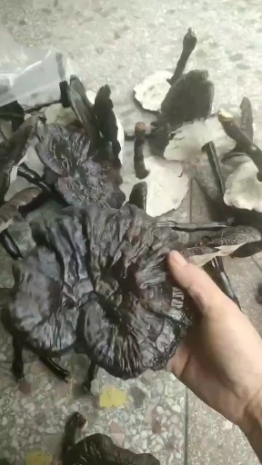 江西紫灵芝