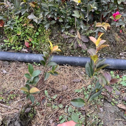 成都茶梅小苗，茶梅球