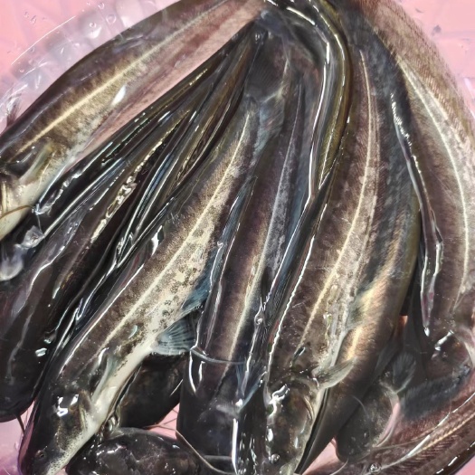 南宁广西杂交大口鲶苗黄鲶苗二须鲶鱼苗土鲶苗品种优良鱼场直销