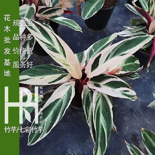 成都竹芋批发，成都竹芋基地，竹芋批发价格