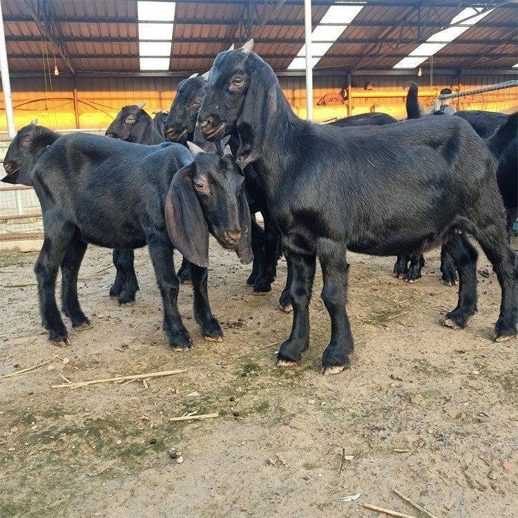 羊，黑山羊，波尔山羊，绵羊，怀孕母羊，小羊仔，种公羊