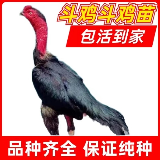 嘉祥县越南鬼子斗鸡斗鸡活苗