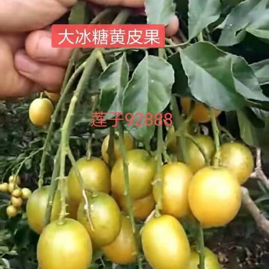 郁南县大冰糖纯甜黄皮 果苗，嫁接果树苗，果大优质