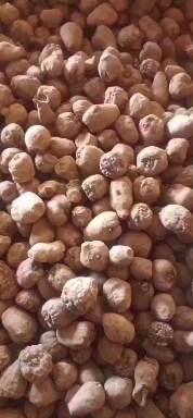 云南花魔芋种子，一亩地100公斤种子，亩产两吨到四吨。