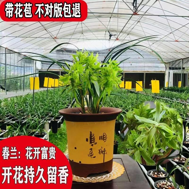 浓香兰花苗带花苞春兰【花开富贵兰花】花卉盆栽阳台绿植客厅兰草