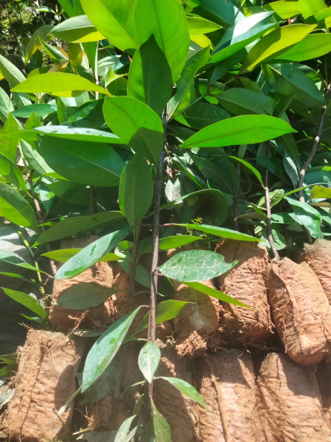 广西正宗岭南山竹罗蒙树粘芽子黄金山竹营养袋杯苗包邮