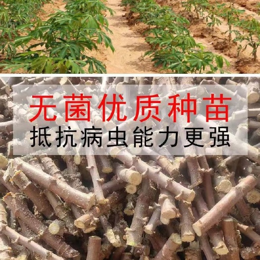 容县木薯种子 木薯苗面包木薯白肉