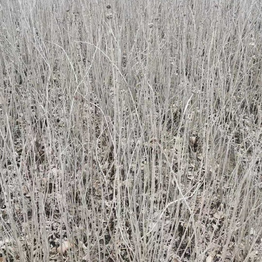 定州市丁香 紫丁香 河北紫丁香 丛生丁香 大颗丁香 定州丁香产地