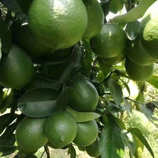 广州【高质量】安岳青柠檬新鲜水果薄皮奶茶店专用10斤批发价一级大