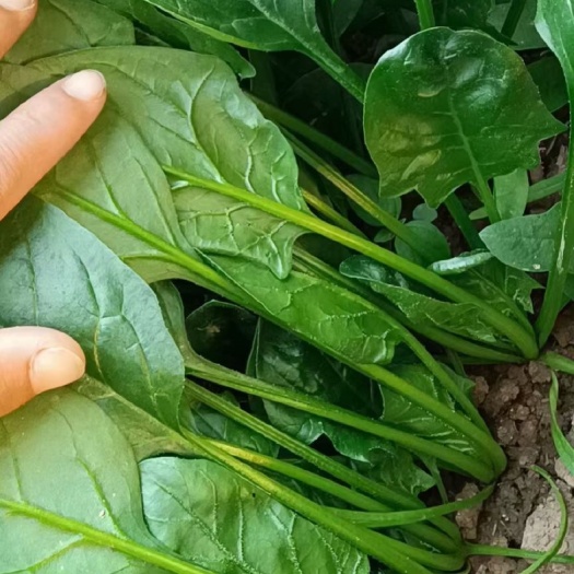产地直销大叶菠菜梗粗，一手货源现采现发保证质量