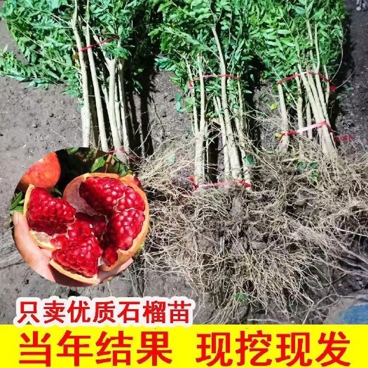 平邑县石榴树苗2公分粗