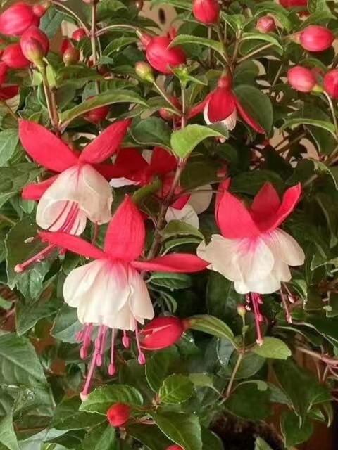 成都吊钟（大红花）