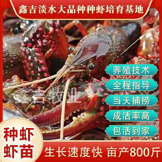 邳州市淡水养殖小龙虾苗抱卵种虾头部带卵